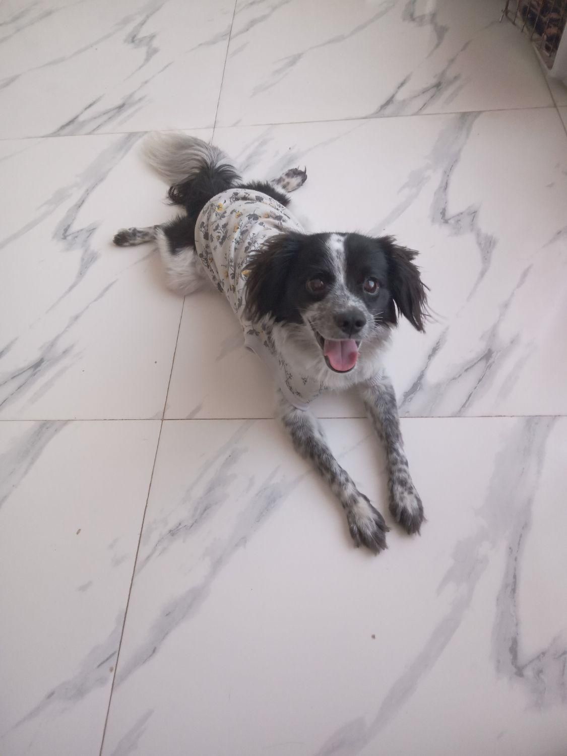 پانسیون سگ|خدمات پیشه و مهارت|چهارباغ, |دیوار