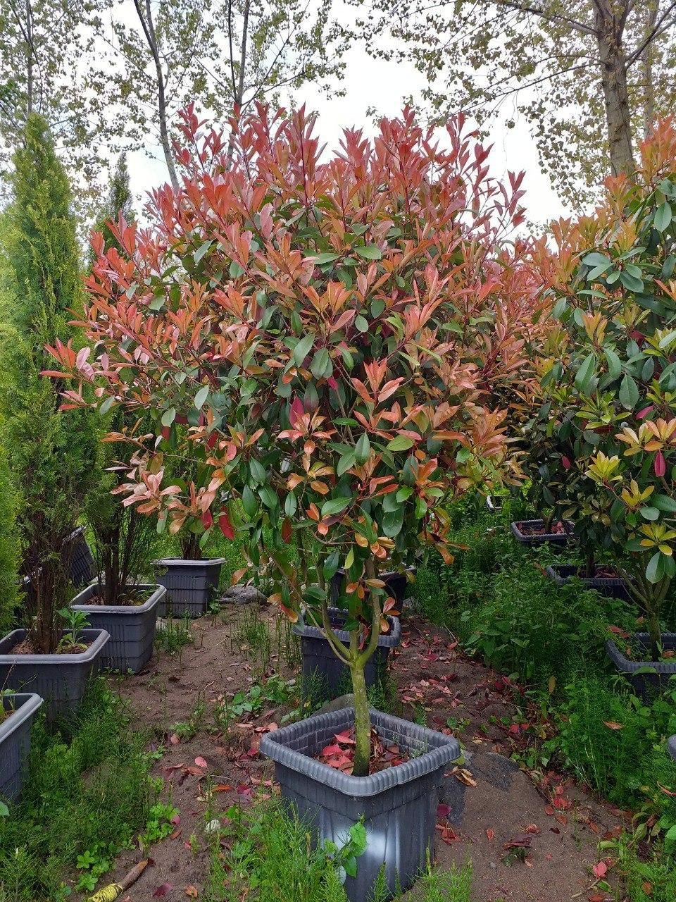 گلستان کاج وگل مهندس رحمانی|خدمات باغبانی و درختکاری|مشهد, امیریه|دیوار