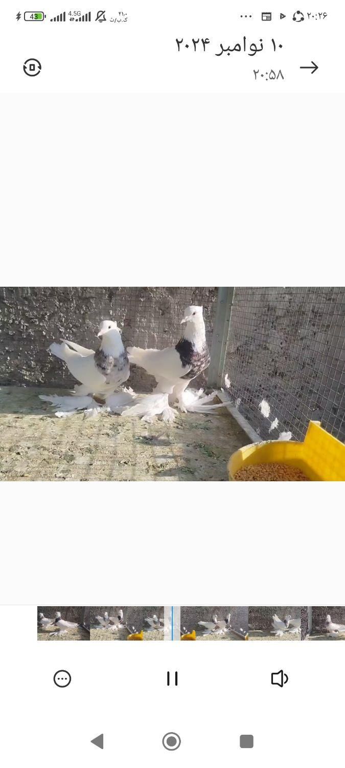 طوقی پاپر|پرنده|اصفهان, ارغوانیه|دیوار