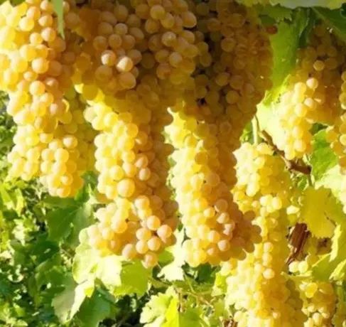 فروش ۱۴۰۰ متر  باغ و ویلای انگور در لاهرود|فروش زمین و ملک کلنگی|مشگین شهر, |دیوار