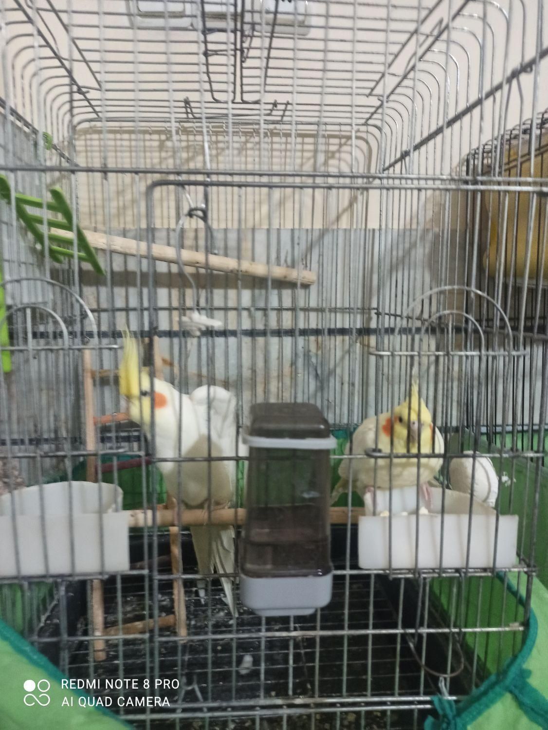 عروس هلندی مولد|پرنده|اقبالیه, |دیوار