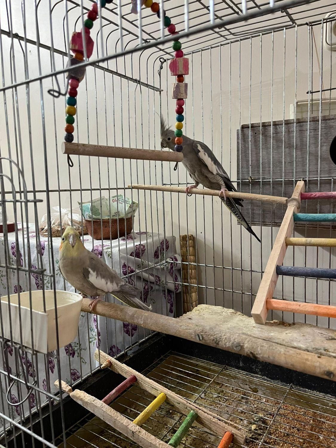 یک جفت عروس هلندی|پرنده|بومهن, |دیوار