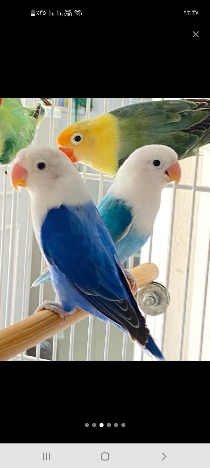 فروش طوطی  کوتوله دستی رنگ خاص|پرنده|نجف‌آباد, ولیعصر|دیوار