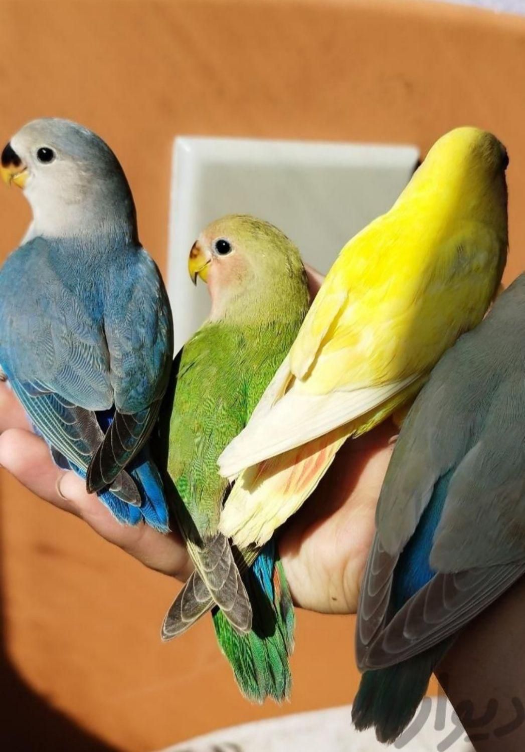 انواع طوطی برزیلی نر ماده مولد جوجه بالغ سخنگو رام|پرنده|تهران, استاد معین|دیوار