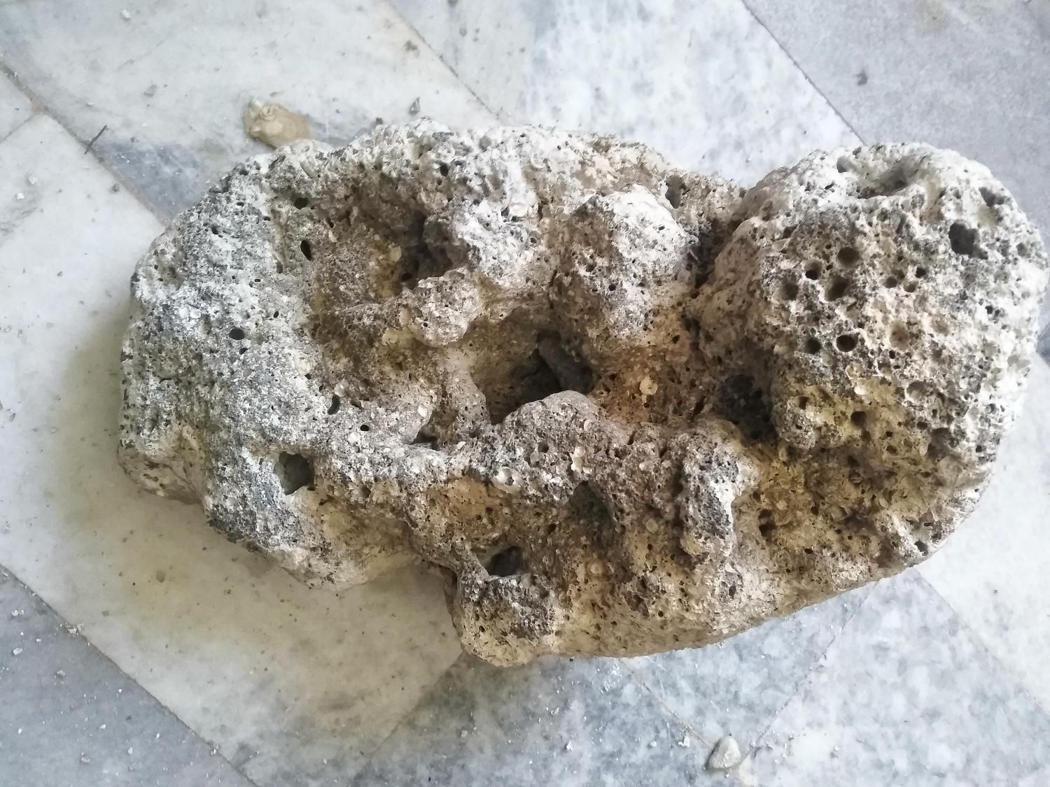 صخره مرجانی تصفیه شده مرده و نمک ابشور|ماهی|پردیس, فاز ۴|دیوار