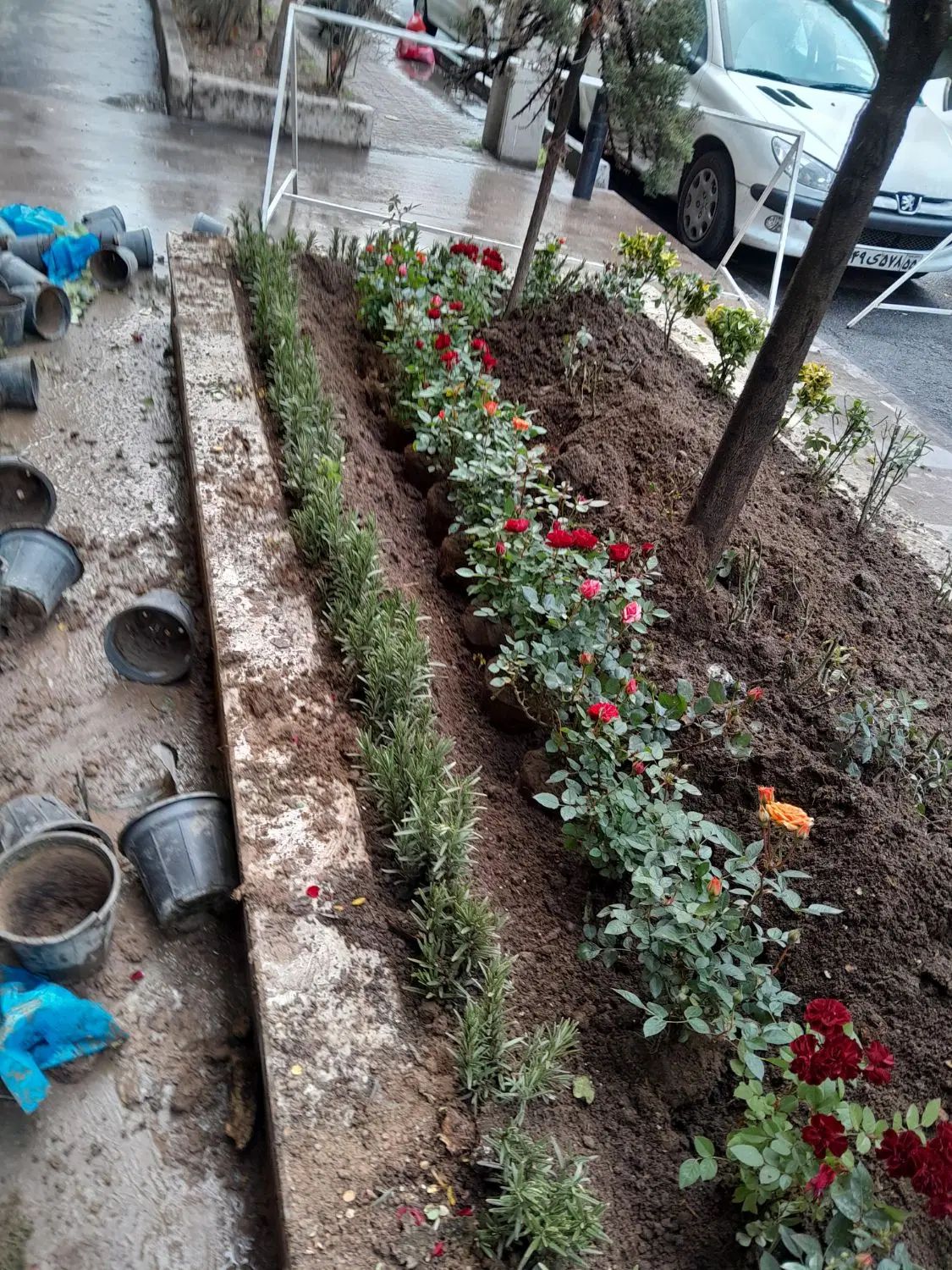 خدمات‌باغبانی‌در‌‌‌سراسر‌تهران|خدمات باغبانی و درختکاری|تهران, سهروردی|دیوار