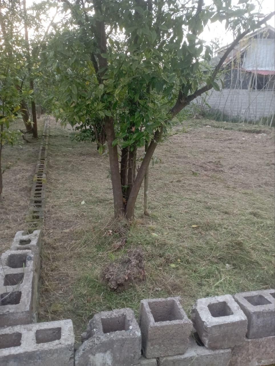 فروش زمین ۳۰۰ متری در بازار|فروش زمین و ملک کلنگی|رشت, بازار|دیوار