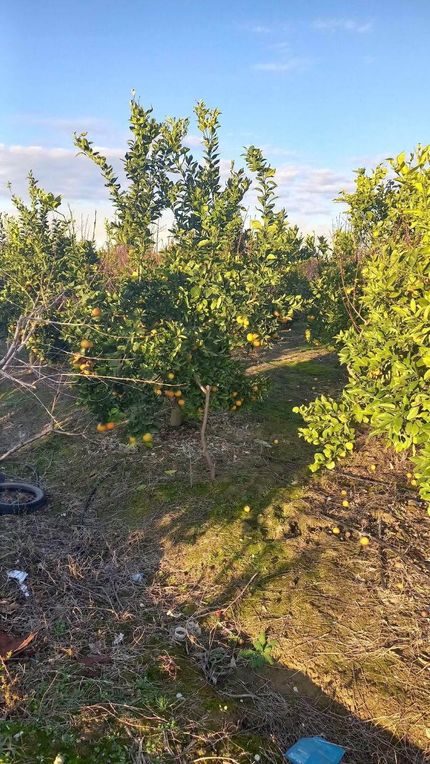 زمین باغی ۲۸۰۰متر واقع در طبقده|فروش زمین و ملک کلنگی|طبقده, |دیوار