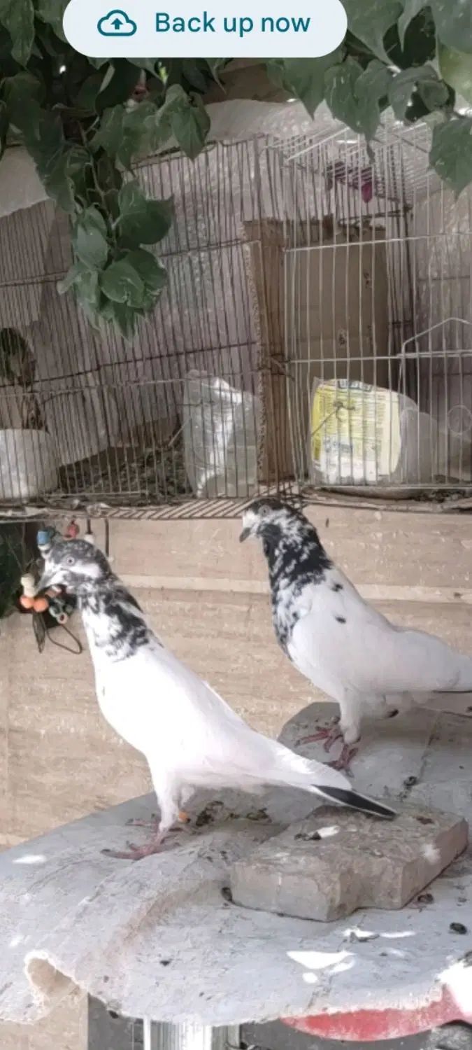 کفتر یک جفت تیدی  پاکستانی  بلندپرواز نر و ماده|پرنده|شیراز, رکن‌آباد|دیوار