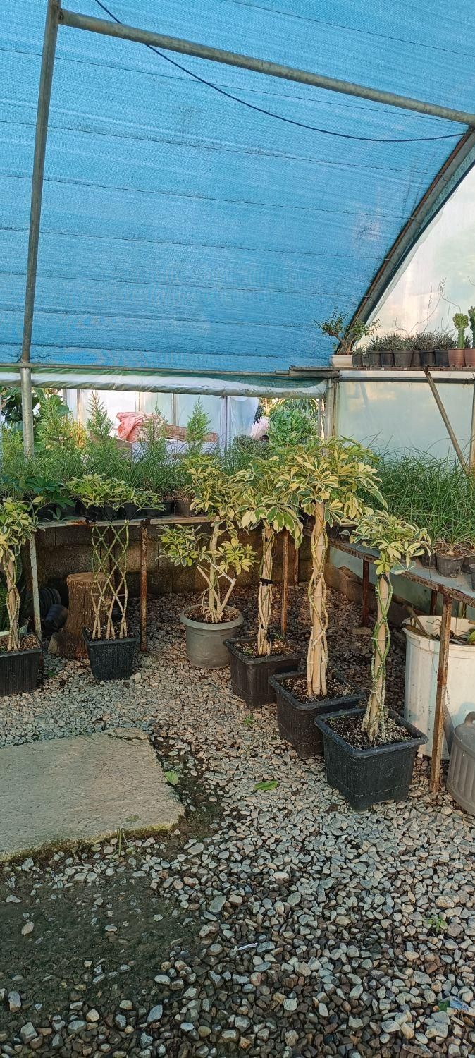 گلخانه ابریشم|گل و گیاه طبیعی|گوراب زرمیخ, |دیوار