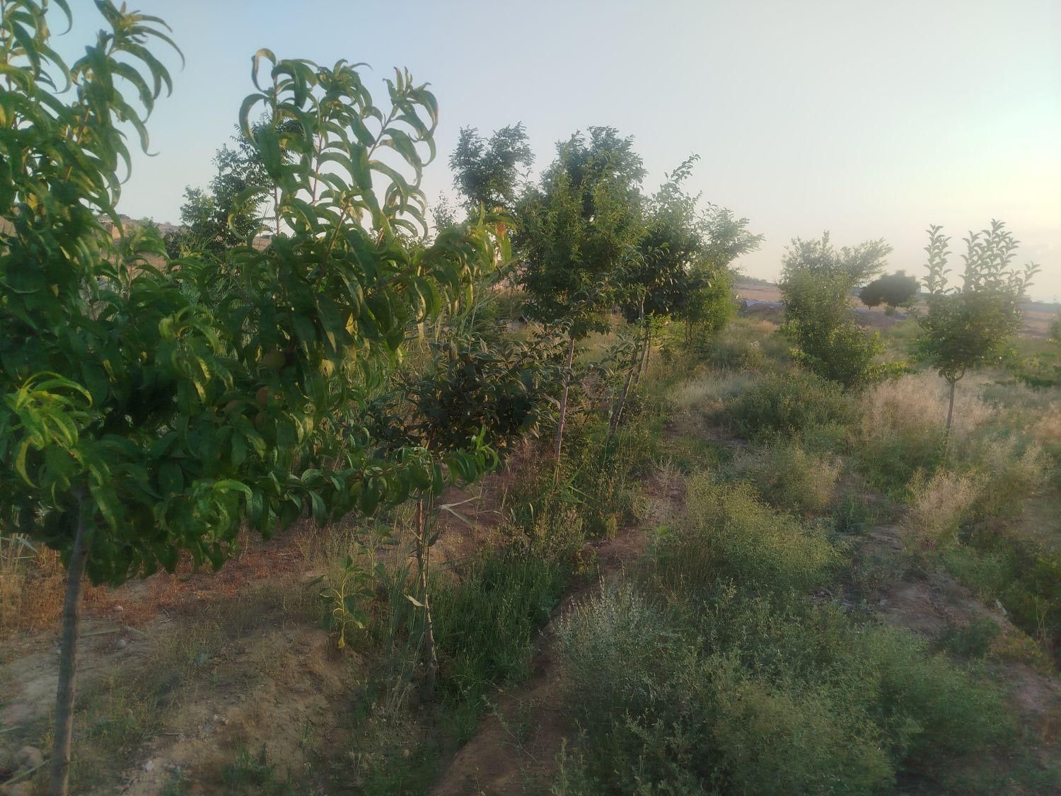 فروش زمین باغ ۱۴۰۰ متری حاشیه خادم آباد|فروش زمین و ملک کلنگی|مشهد, شهرک شهید باهنر|دیوار