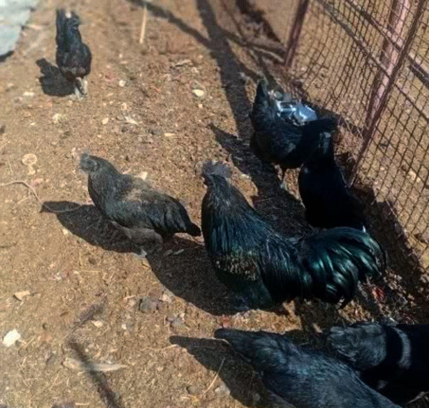 تخم نطفه دار ایام سمانی اندونزی|حیوانات مزرعه|یزد, |دیوار