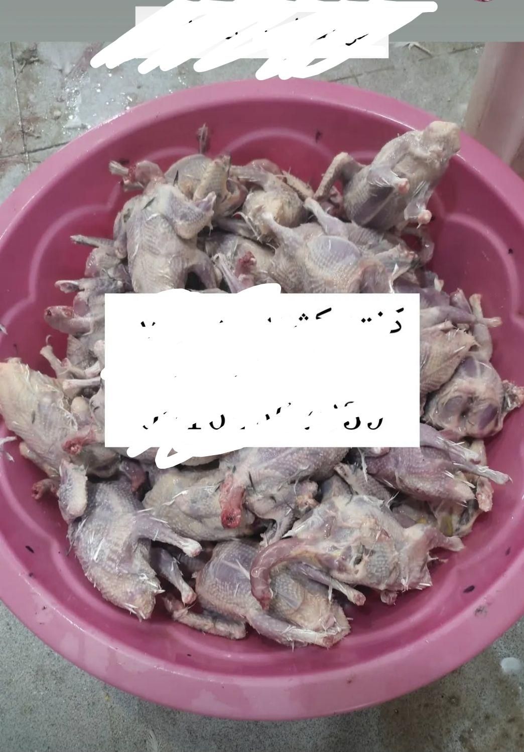 گوشت کبوتر .|خوردنی و آشامیدنی|اصفهان, عطار نیشابوری|دیوار