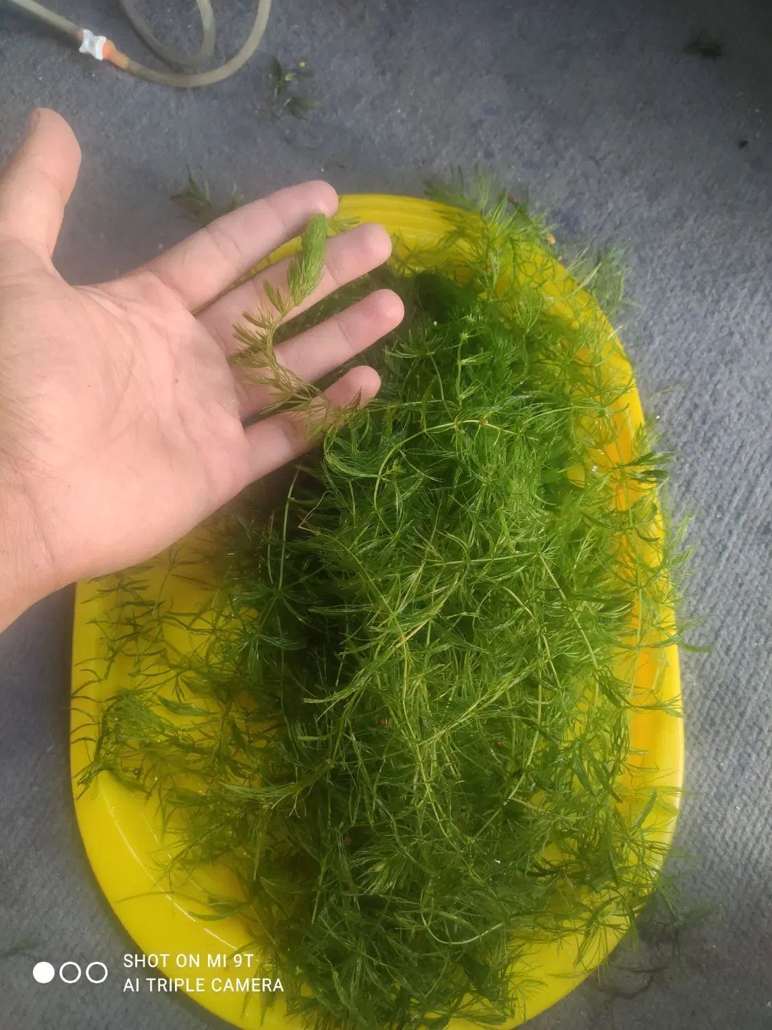 گیاهشویدی|ماهی|اصفهان, شیخ طوسی|دیوار