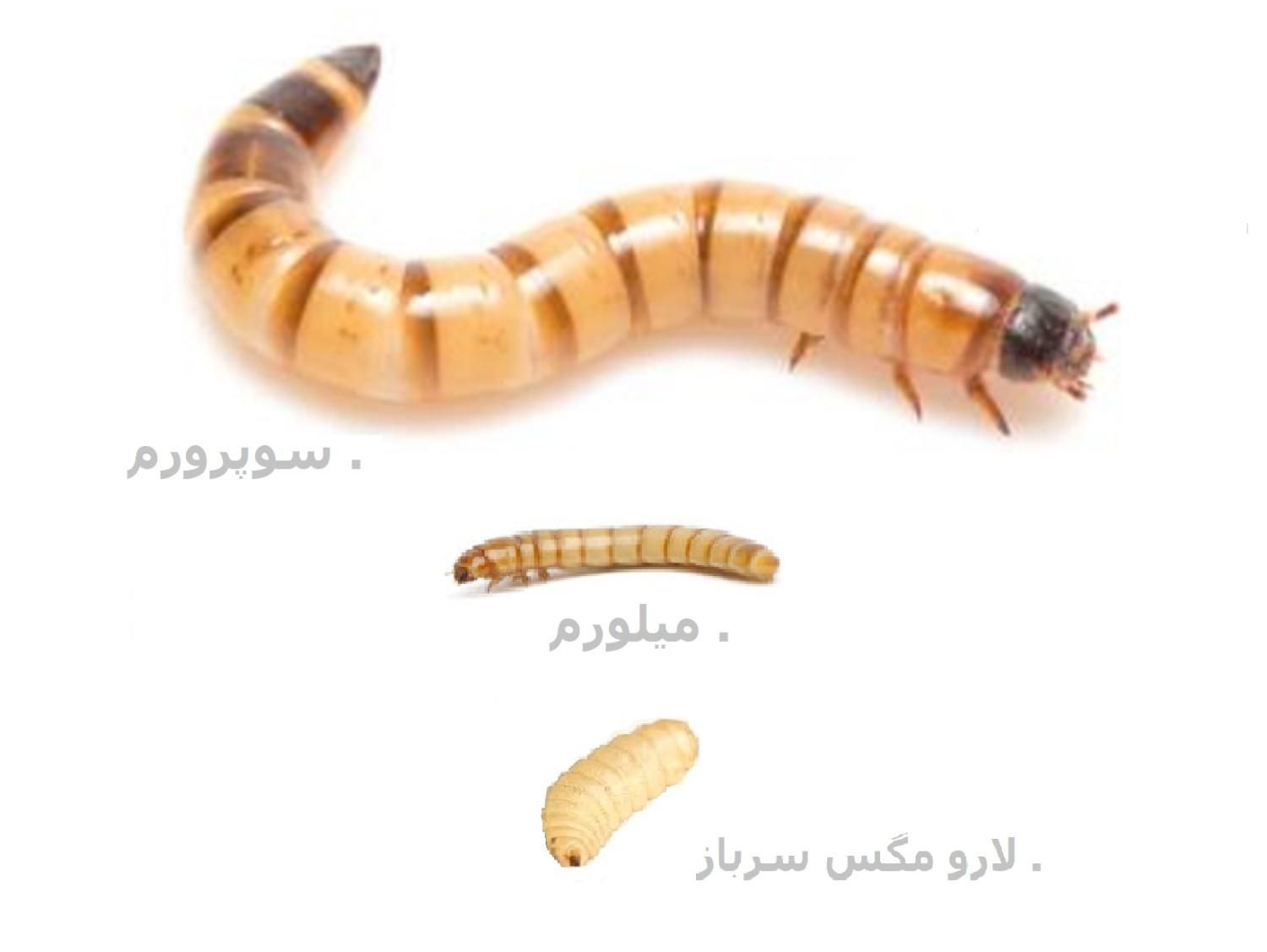 سوپرورم میلورم طعمه ماهیگیری لارو مگس سرباز . Bsf|خزنده|تهران, جنت‌آباد مرکزی|دیوار