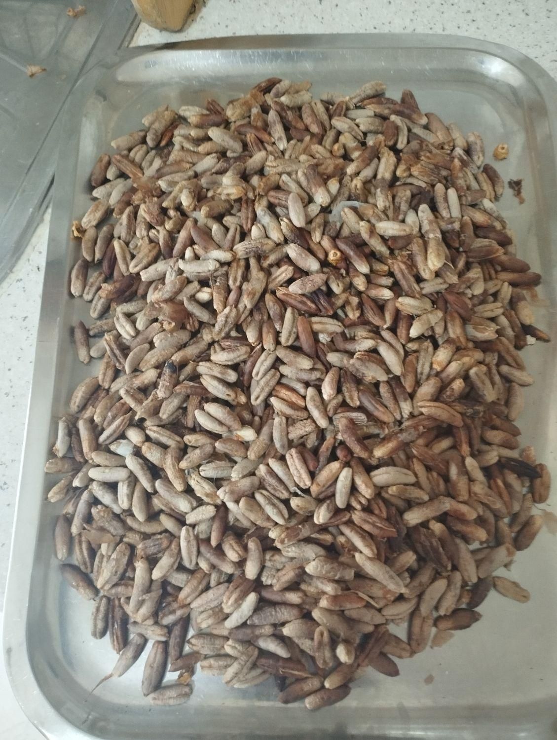 دو کیلو هسته خرما|خوردنی و آشامیدنی|تهران, امانیه|دیوار
