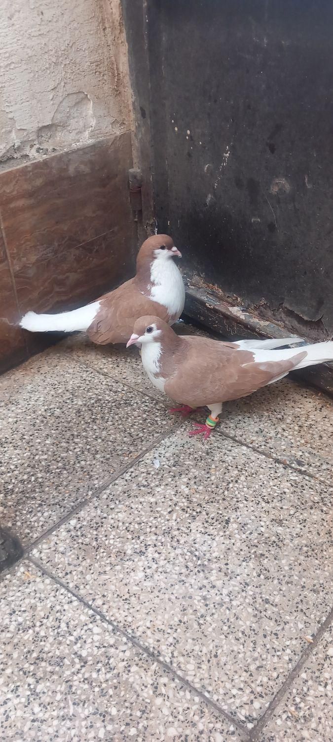 ساده و چپ جفت گاه|پرنده|سبزوار, کهنه آب|دیوار