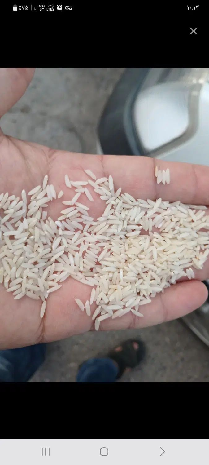برنج تازه برداشت طارم هاشمی اصل|خوردنی و آشامیدنی|تهران, عبدل‌آباد|دیوار