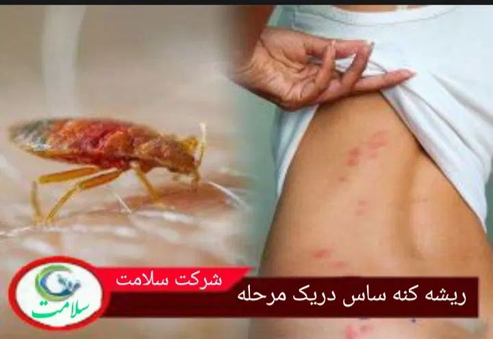 سمپاشی صددرصدتضمینی سم پاشی سوسک وساس و...|خدمات نظافت|تهران, آذری|دیوار