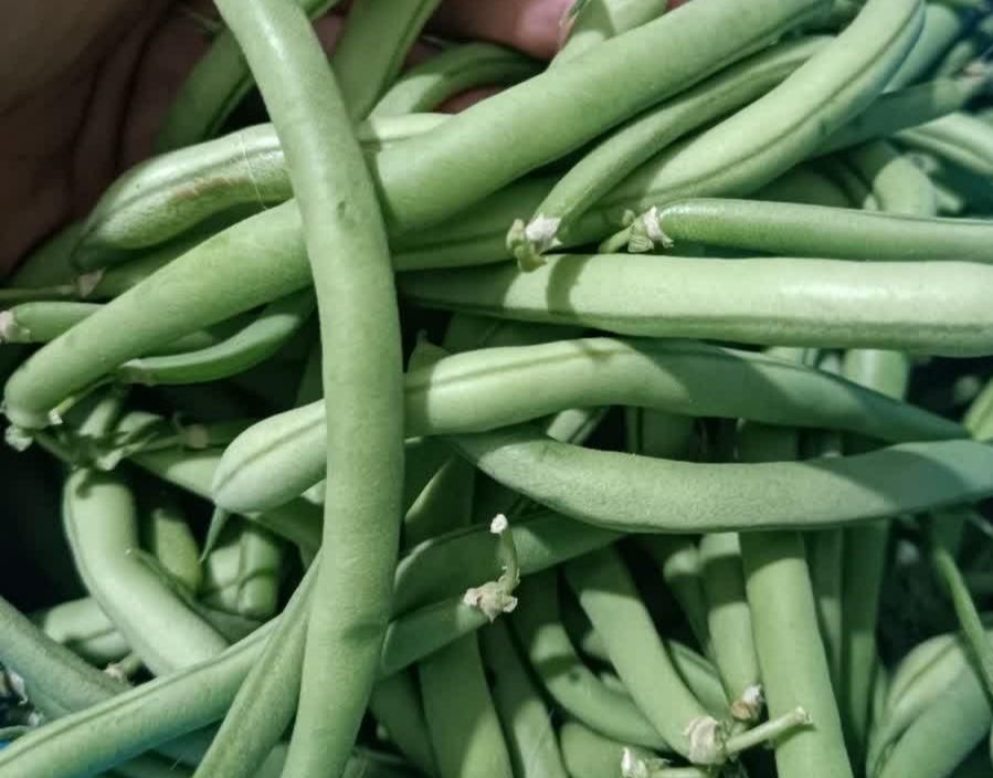 لوبیا سبز بومی،غوره عسگری ،کدو بومی|خوردنی و آشامیدنی|اصفهان, هزارجریب|دیوار