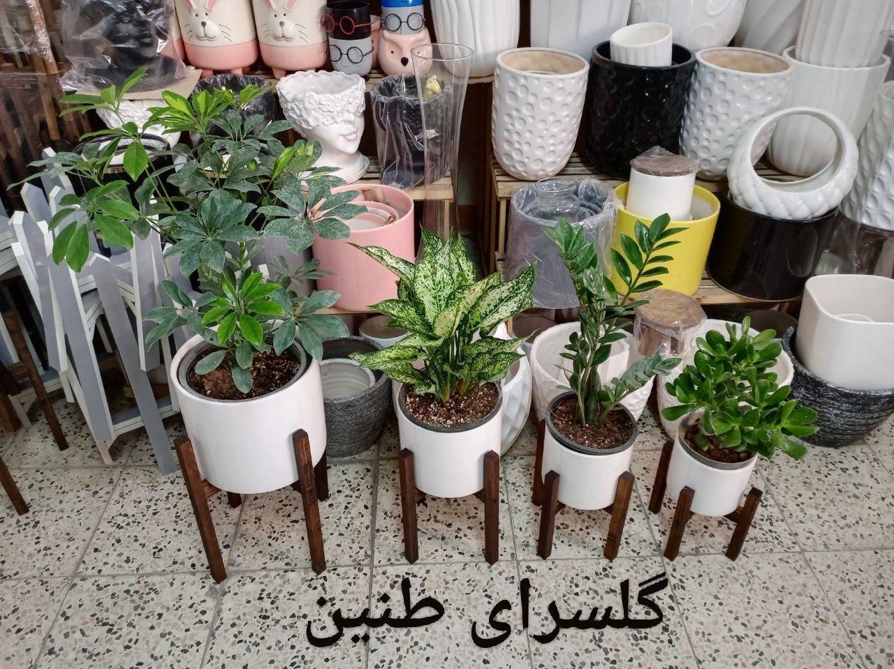 4تا پایه گل 4تا گلدون سفید|گل و گیاه طبیعی|مشهد, طلاب|دیوار