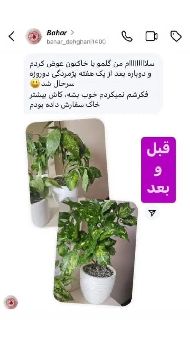 خدمات گل وگیاه و بررسی تخصصیو تعویض خاک درمنزل|گل و گیاه طبیعی|تهران, میدان ولیعصر|دیوار