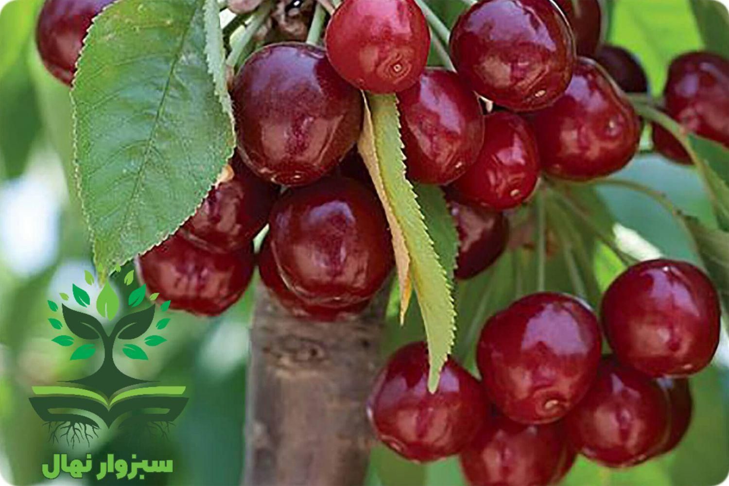 نهال آلبالو مجاری  گلدانی|گل و گیاه طبیعی|سبزوار, کهنه آب|دیوار