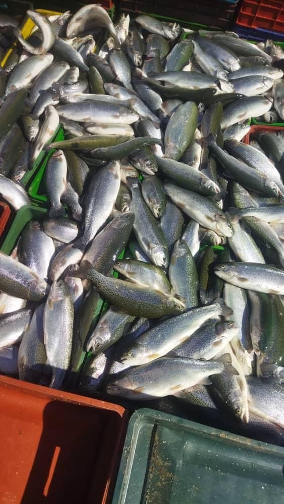 ماهی امور|ماهی|سنگر, |دیوار