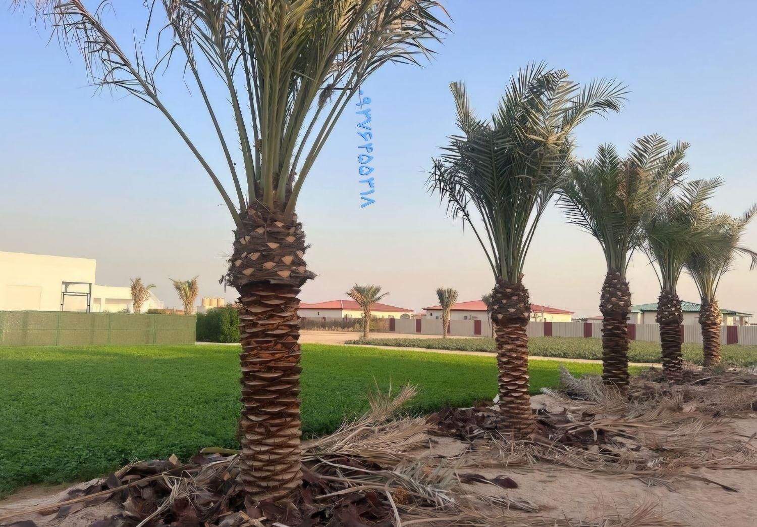 کارگر تنظیف تکریب کاشت کود نخل خرما فروش برحی|گل و گیاه طبیعی|کارون, |دیوار