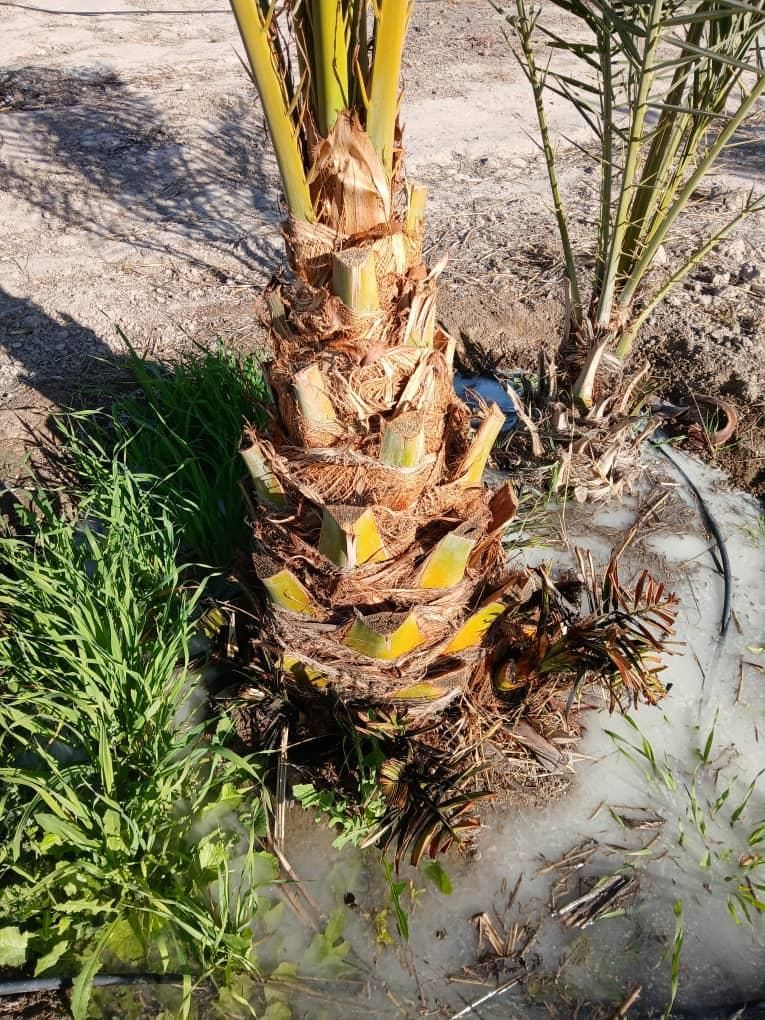 قطع وخریداری نخل و مرکبات|خدمات باغبانی و درختکاری|جهرم, |دیوار