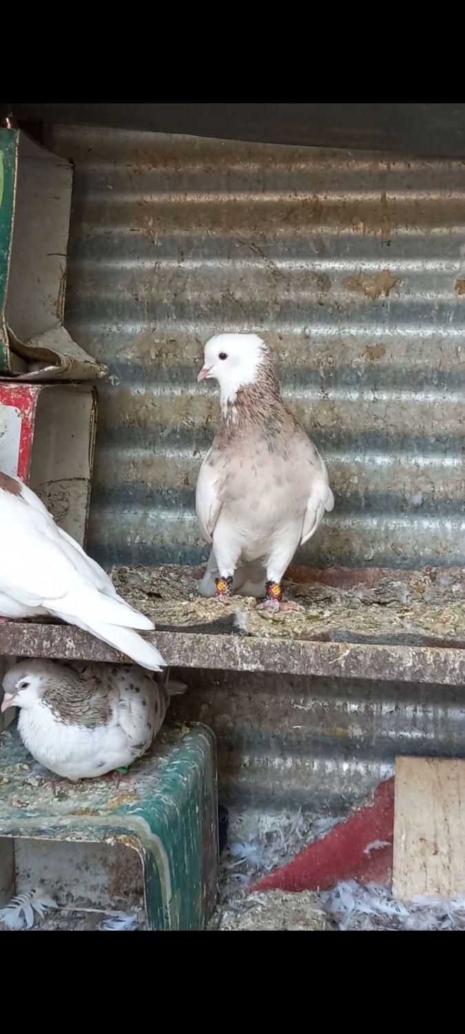 ۴تارنگه درجه یک|پرنده|گناباد, |دیوار