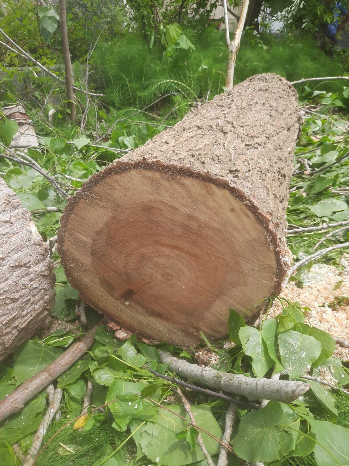 خریدار چوب درخت تبریزی|خدمات باغبانی و درختکاری|تنکابن, |دیوار