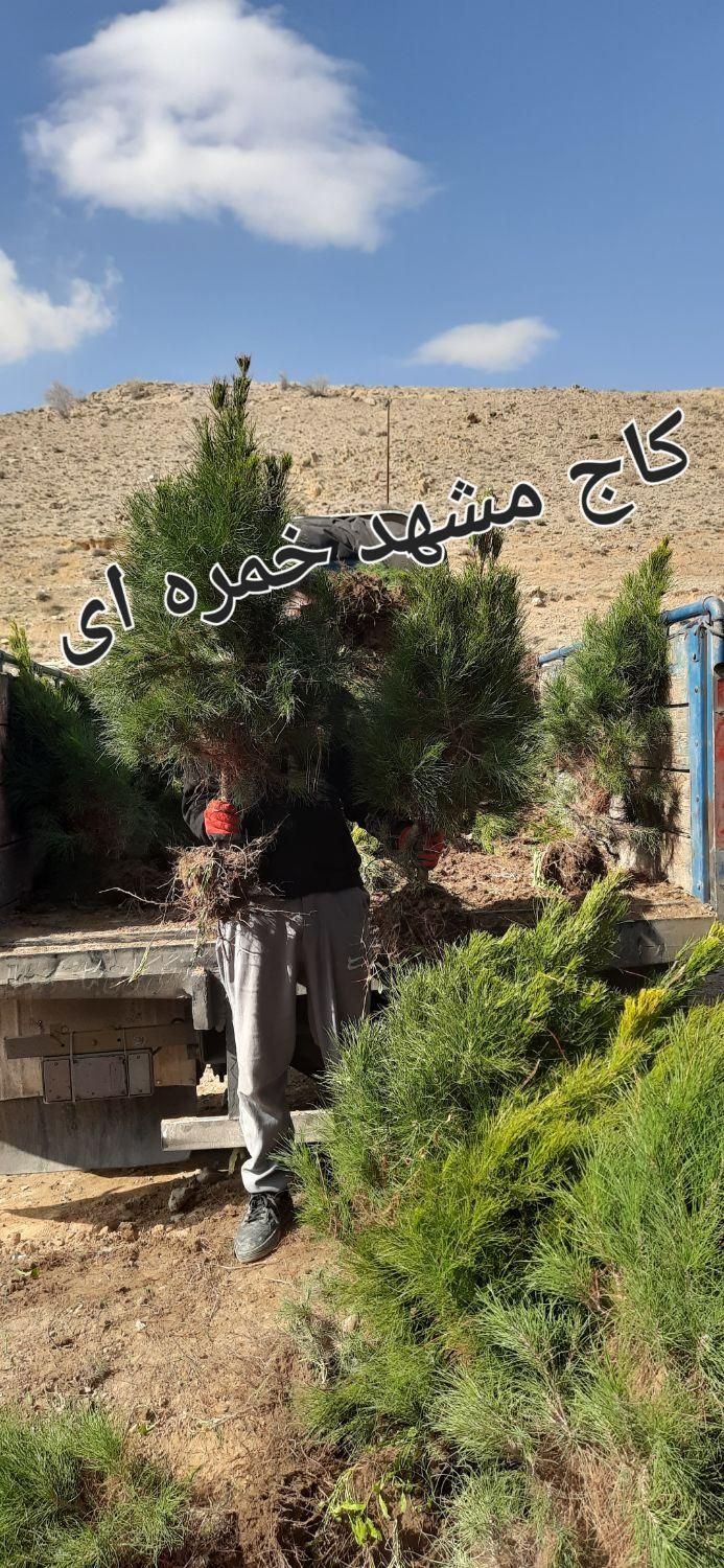 نهال درخت گل گلدان چنار گردو سرو کاج زیتون انجیر|گل و گیاه طبیعی|شیراز, رکن‌آباد|دیوار
