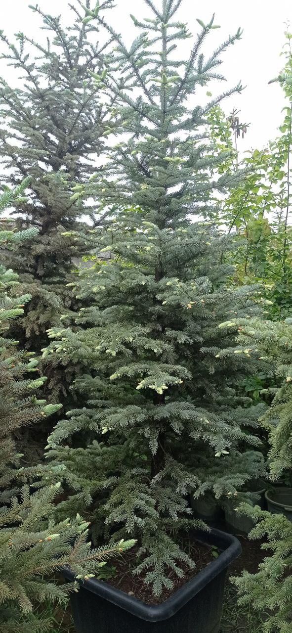کارشناس و مشاور گل و گیاه و دفع آفات|گل و گیاه طبیعی|تهران, آبشار تهران (دریاچه)|دیوار