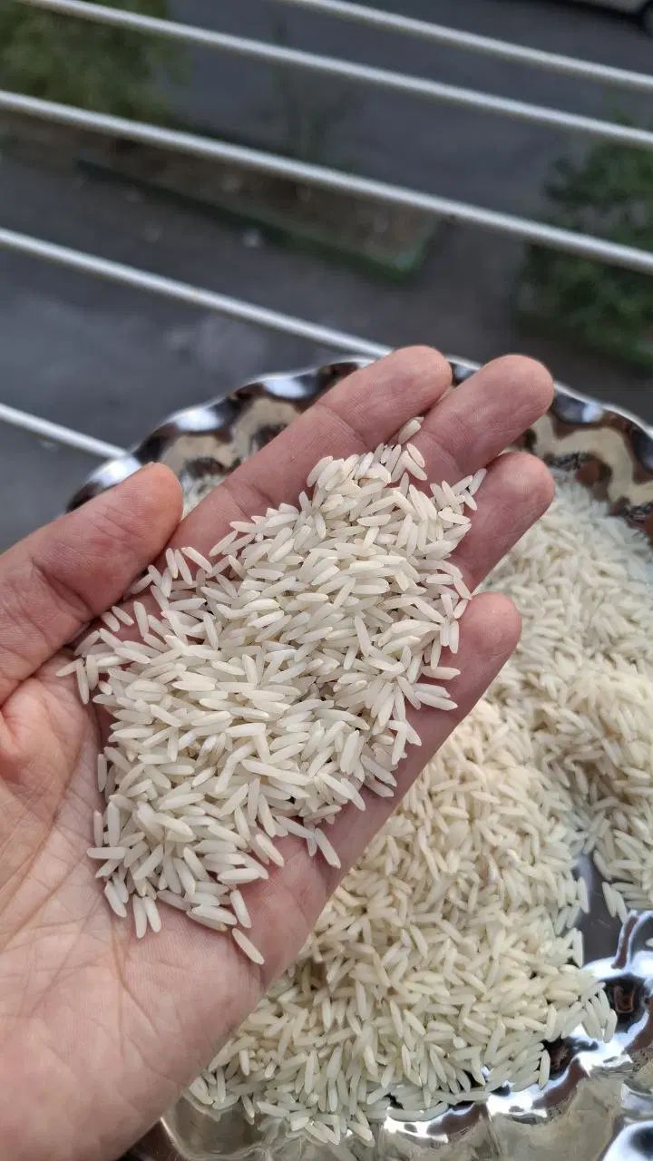 برنج  دانه بلند دم سیاه (صدری) مزارع شهرستان شفت|عمده‌فروشی|رشت, یخسازی|دیوار