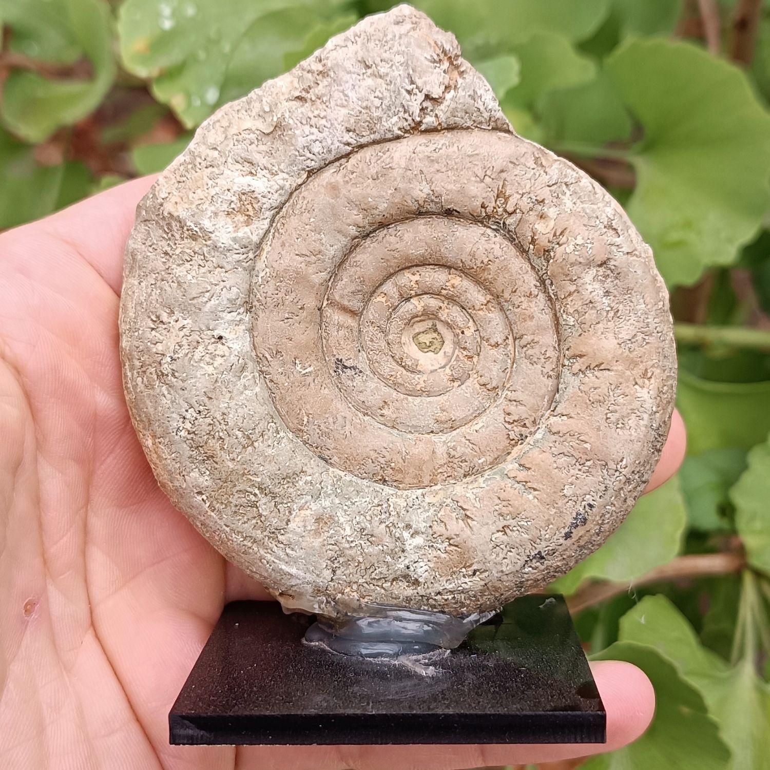 فسیل آمونیت فوق‌العاده زیبا و کلکسیونی|کلکسیون و سرگرمی|نشتارود, |دیوار