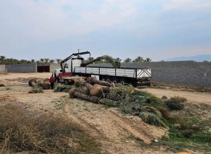 ارسال پالم نخل فقط یک دهم بدون واسطه|کلکسیون اشیاء عتیقه|نور, |دیوار