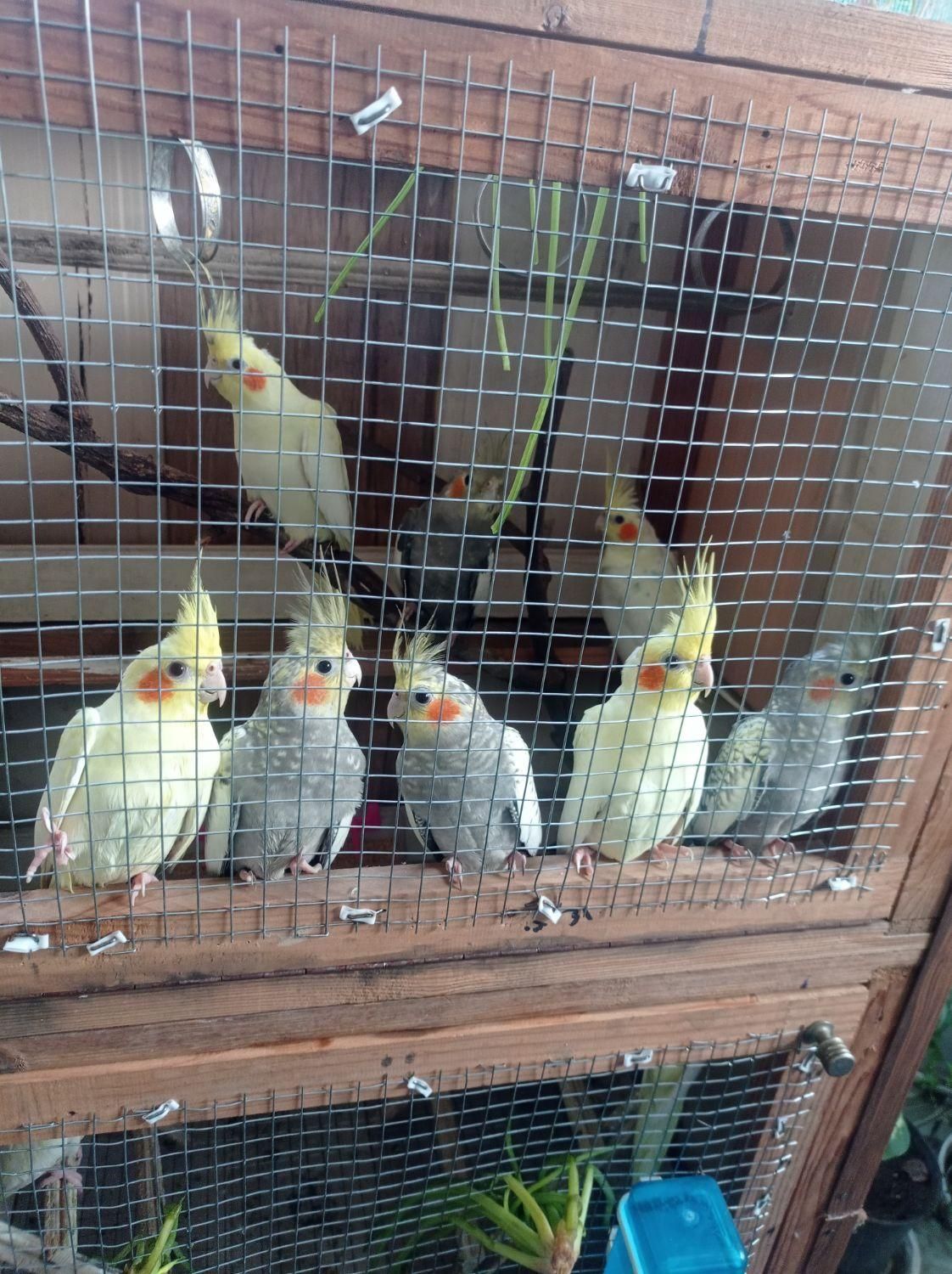 عروس هلندی سالم و جوان|پرنده|رودسر, |دیوار