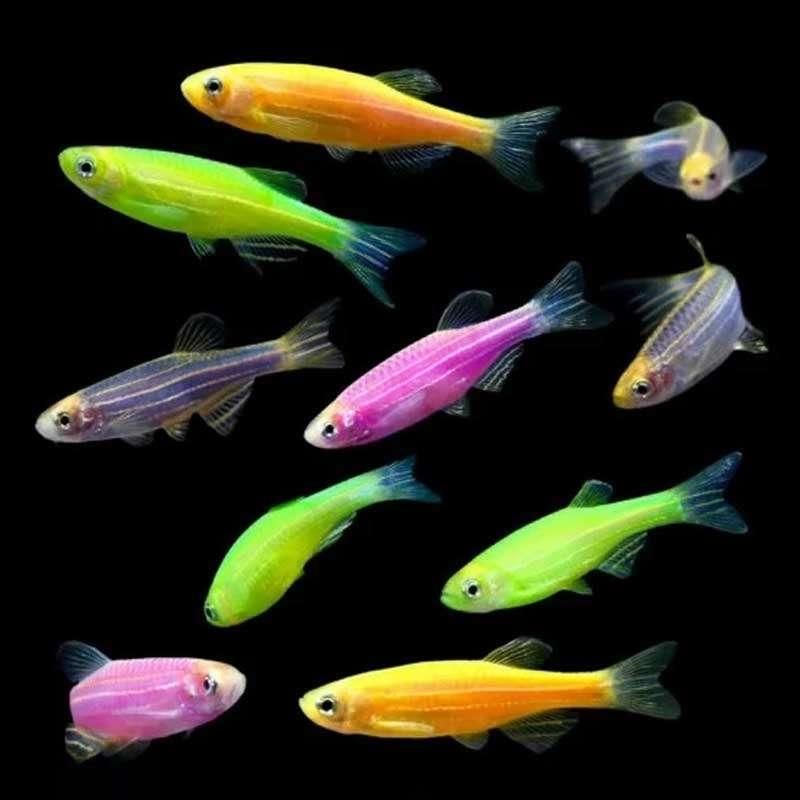 فروشگاه آکواریوم و ماهی گلدن فیش|ماهی|گلپایگان, |دیوار