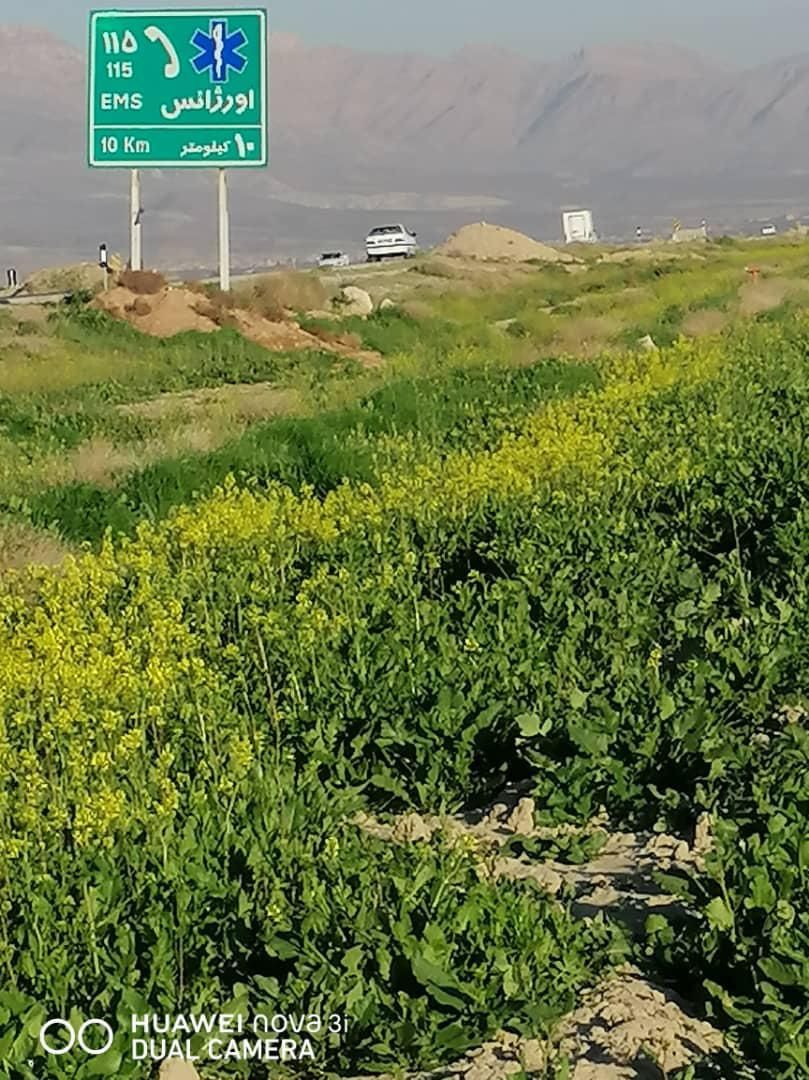 فروش ۱۱ هکتار زمین و ۲ هکتار باغ پسته جاده سروستان|فروش دفتر صنعتی، کشاورزی، تجاری|شیراز, کفترک|دیوار
