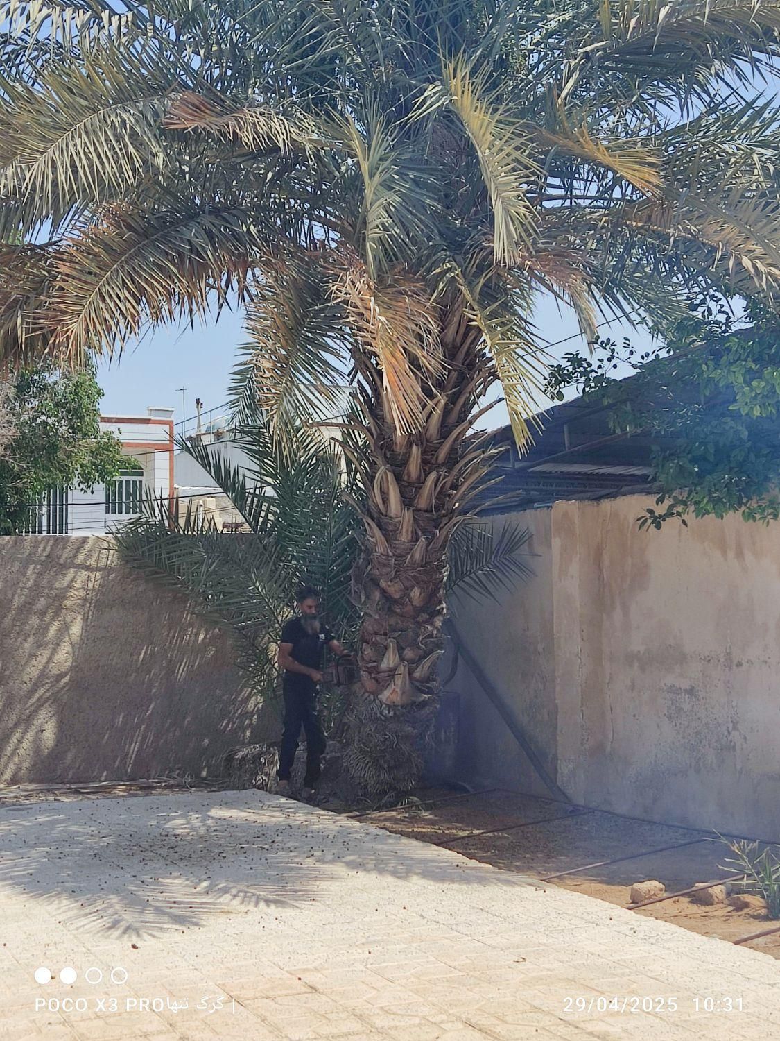 قطع نخل وبرش درخت|خدمات باغبانی و درختکاری|بوشهر, |دیوار