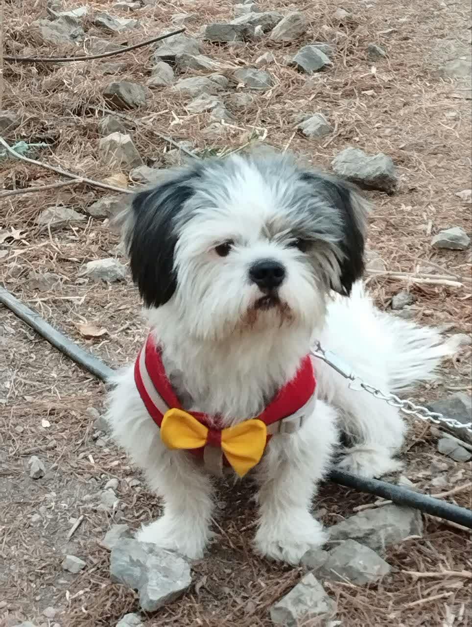 واگذاری سگ|سگ|اصفهان, گلستان|دیوار