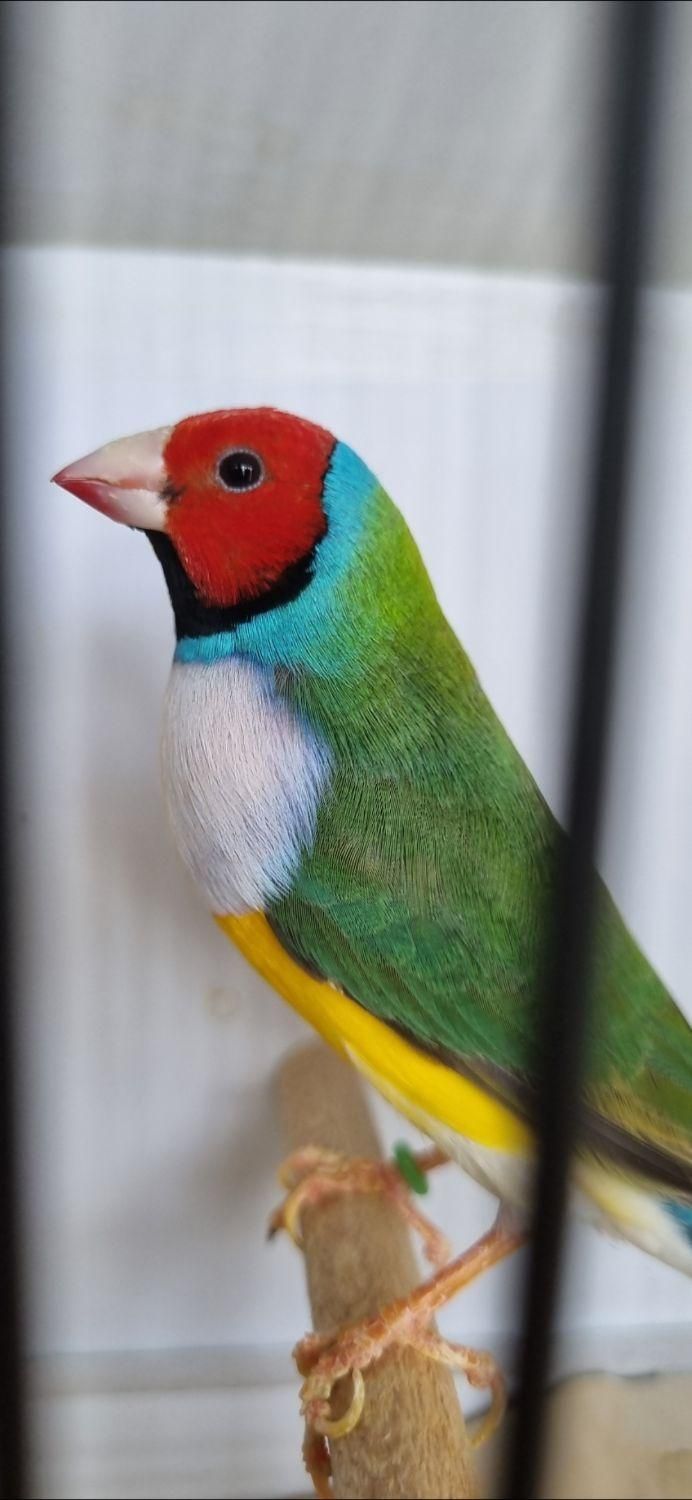 فنچ گلدین و کرواتی|پرنده|کاشان, سرپله جدید|دیوار