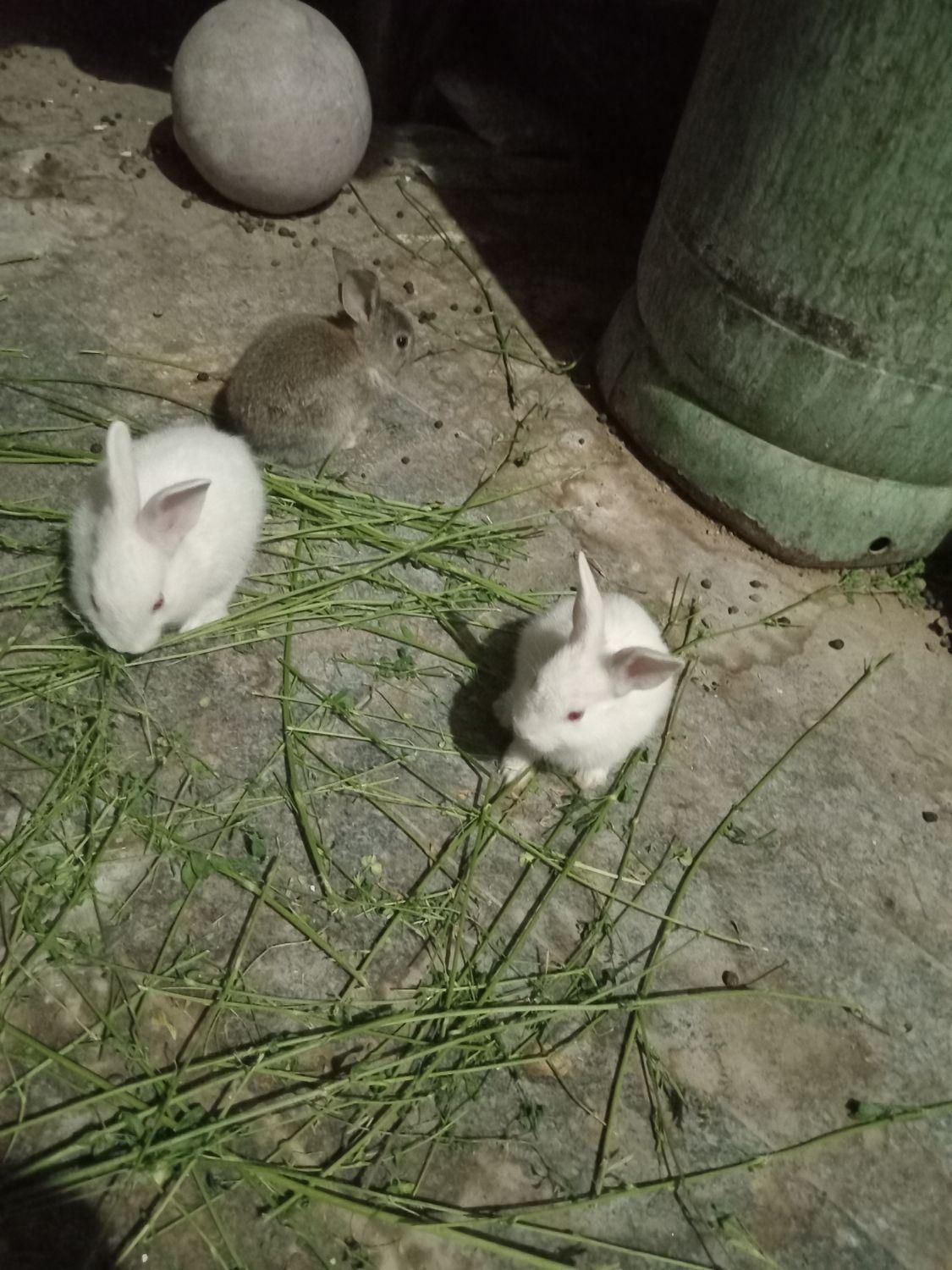 بچه خرگوش خیلی ناز|موش و خرگوش|زاهدان, |دیوار