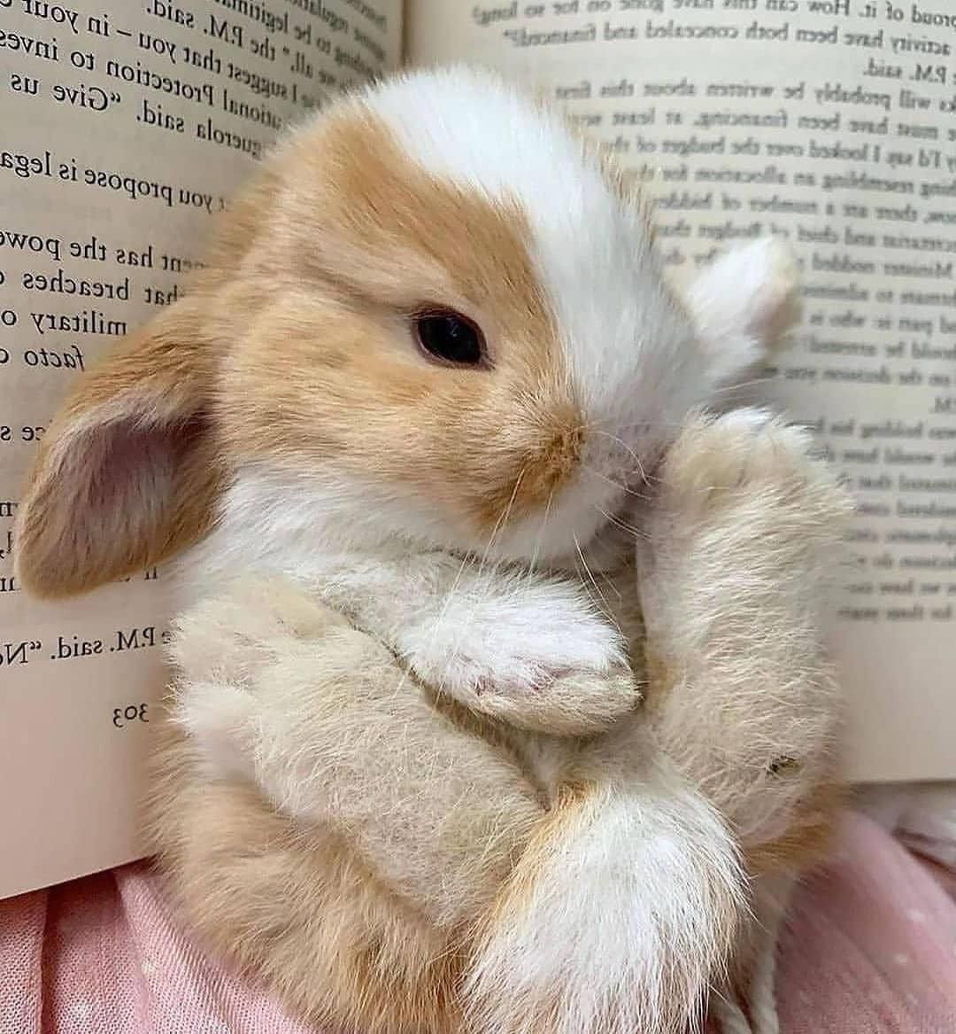 پانسیون نگهداری فروش لوپ مینیاتوری خرگوش|موش و خرگوش|اصفهان, بیدآباد|دیوار