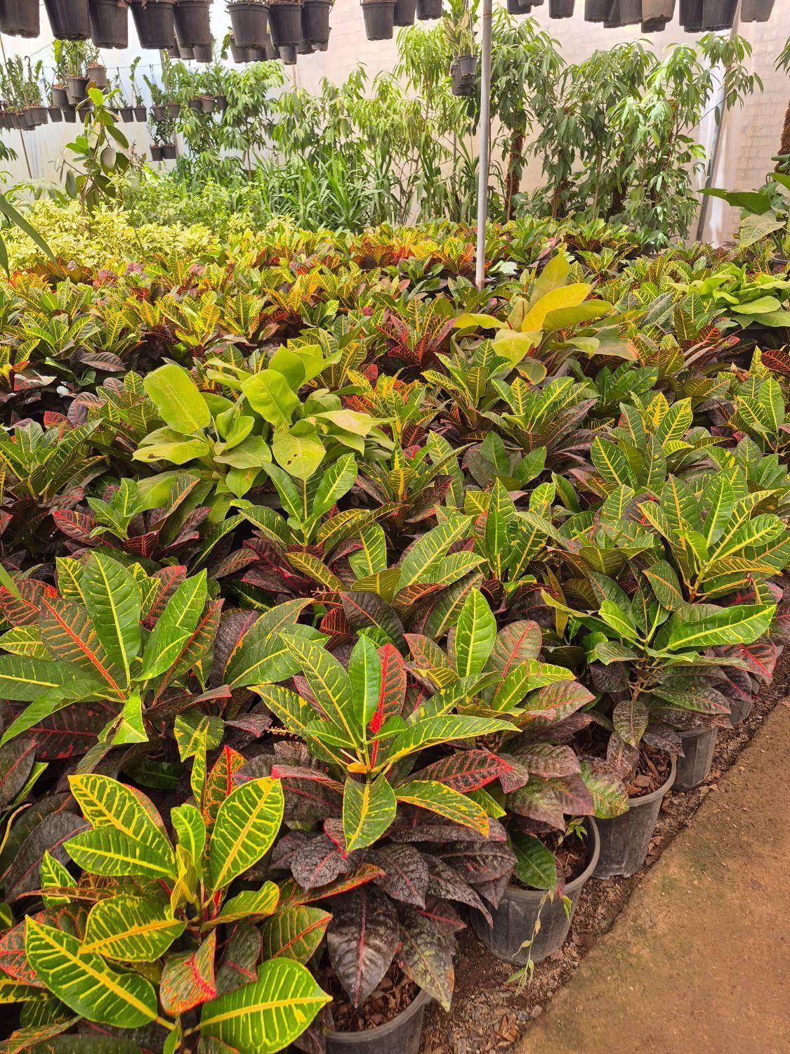 گل کروتن،قیمت تولیدی،گلخانه من|گل و گیاه طبیعی|بیرجند, |دیوار