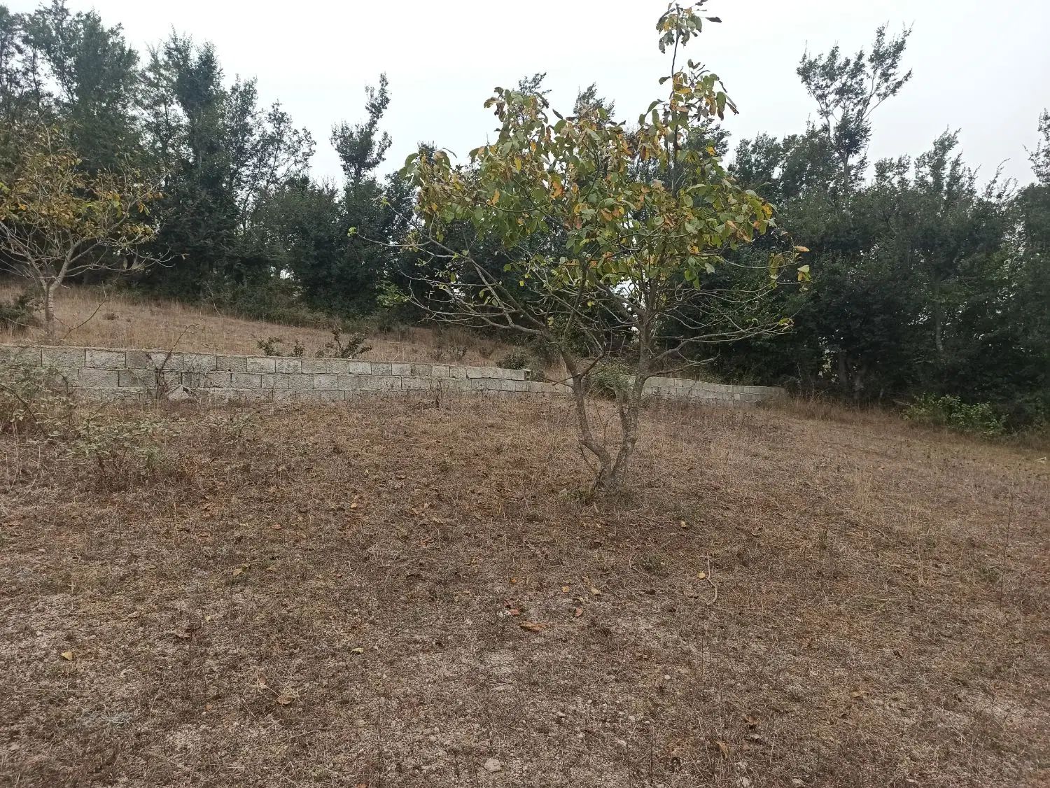 ۲۵۰ متر زمین در چشمکی روستای توریستی گنبک|فروش زمین و ملک کلنگی|توتکابن, |دیوار