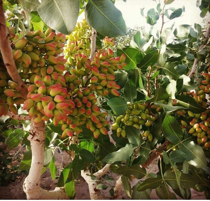 پیوند پسته صد در صد تضمنی در سرارسر استان فارس|خدمات باغبانی و درختکاری|شیراز, آزادگان|دیوار
