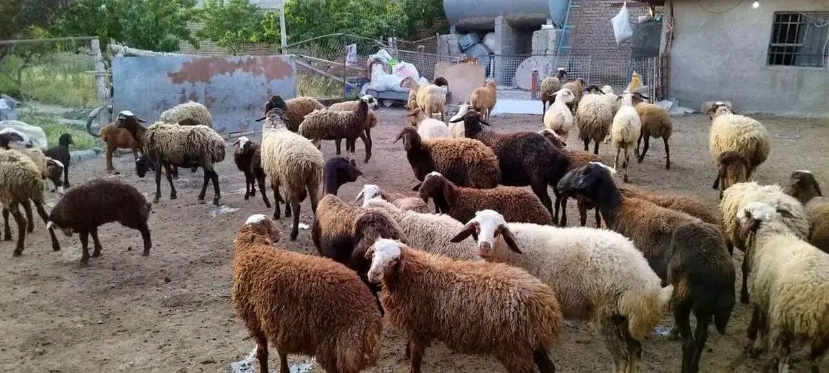 فروش گوسفنده زنده|حیوانات مزرعه|کرج, کلاک پایین|دیوار