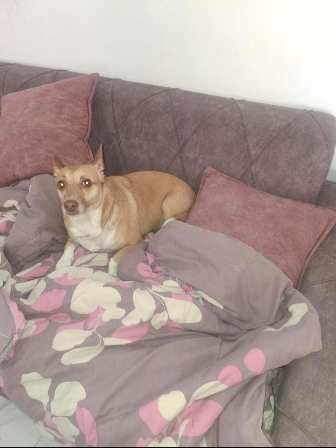 واگذاری رایگان فقط به خانم|سگ|رشت, گلباغ نماز|دیوار